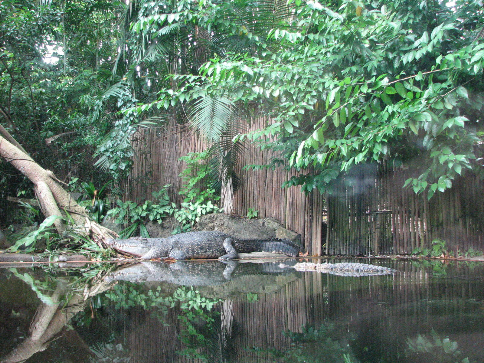 Singapore Zoo 2008 - Indo-Pacific Estuarine Crocodile exhibit in the Bornea