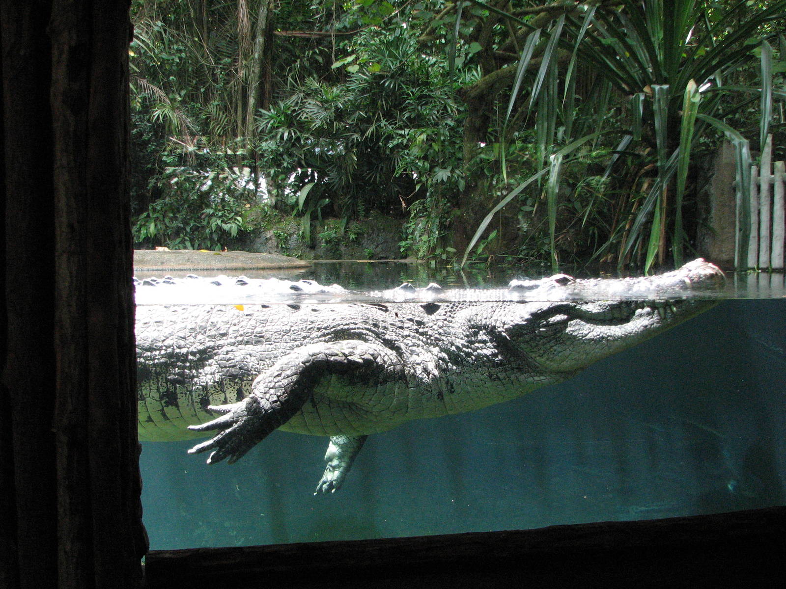 Singapore Zoo 2008 - Indo-Pacific Estuarine Crocodile in the Bornean Marsh