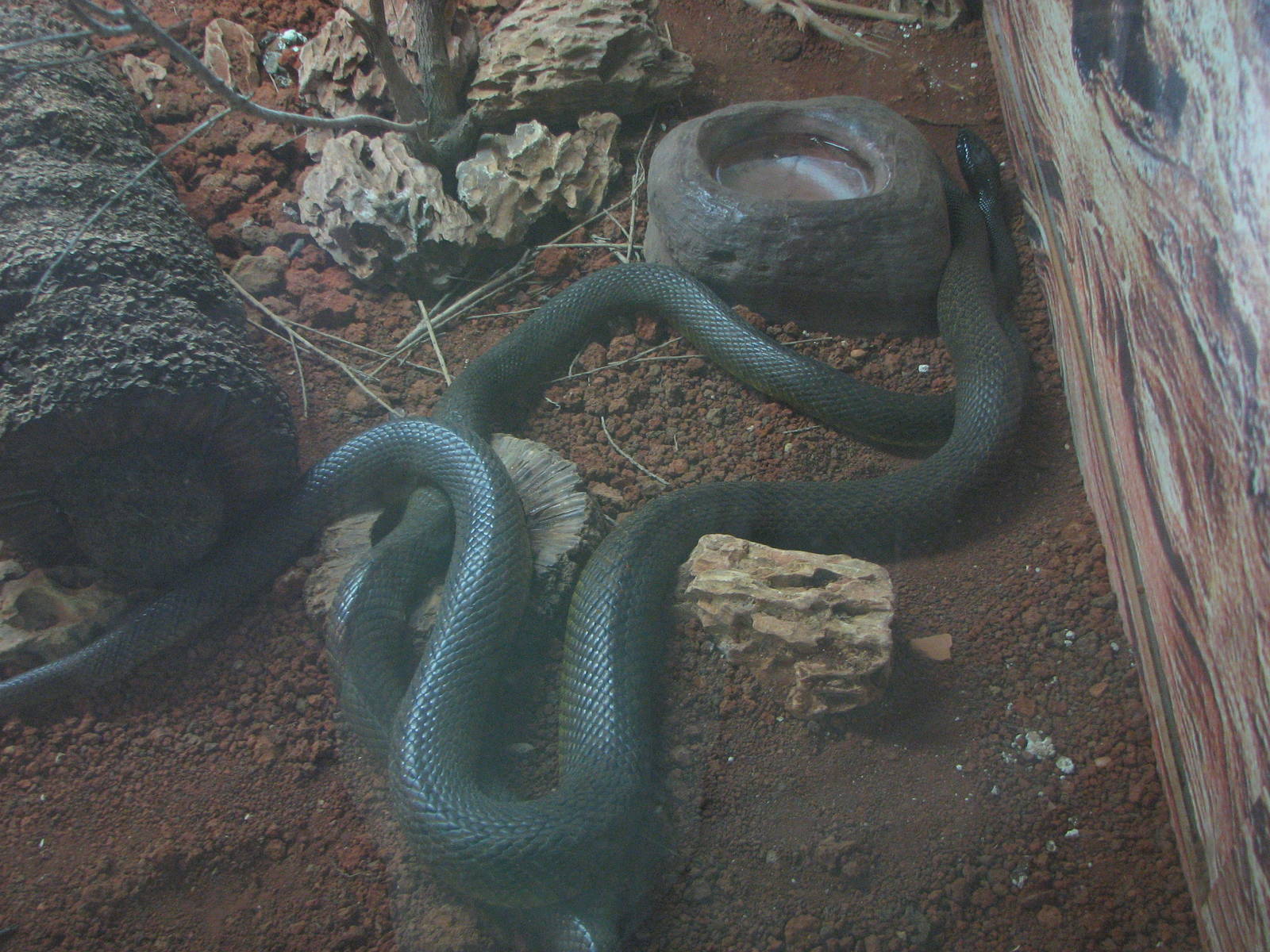 Singapore Zoo 2008 - Inland Taipan at the Australian Outback