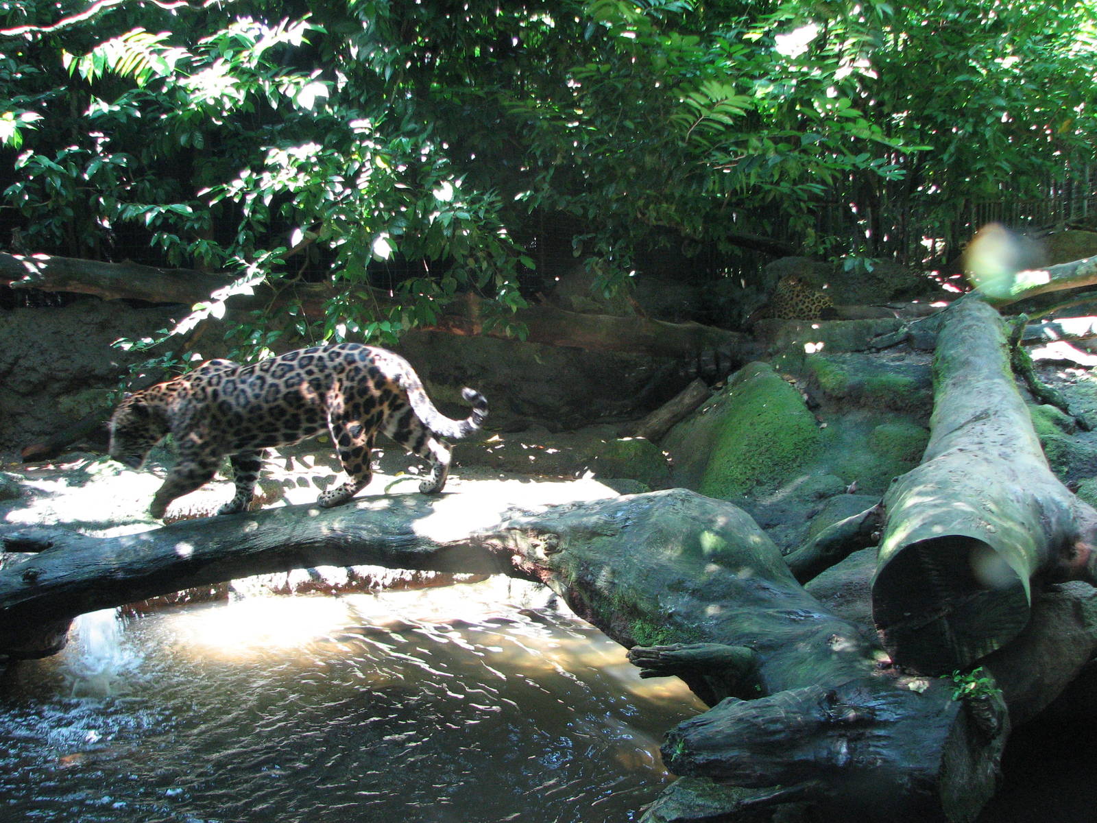 Singapore Zoo 2008 - Inside the Jaguar exhibit