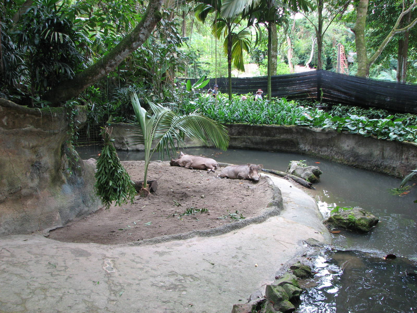 Singapore Zoo 2008 - Inside the Warthog exhibit seen from the left