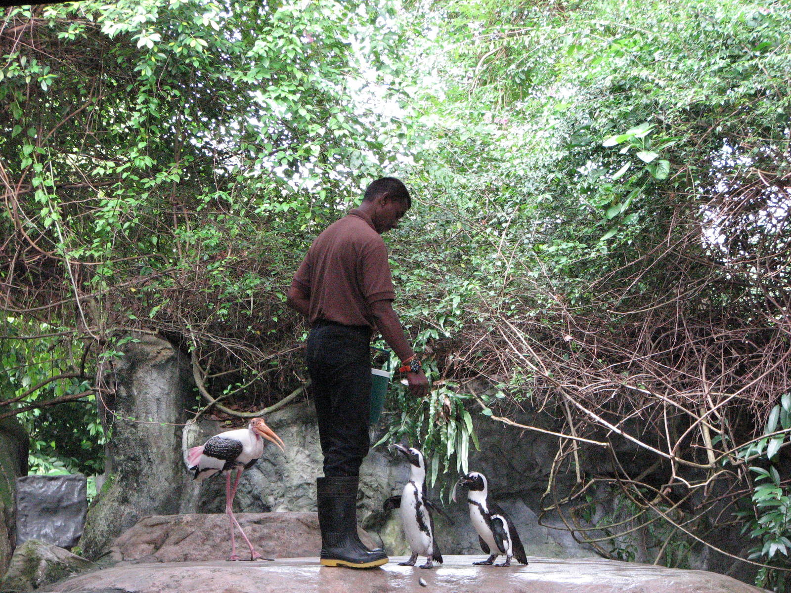 Singapore Zoo 2008 - Jackass Penguin feeding in the Splash Amphitheatre