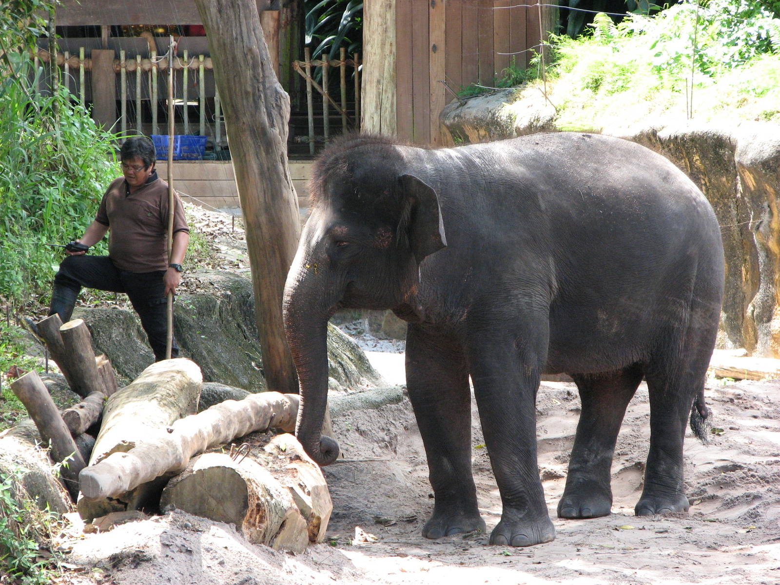 Singapore Zoo 2008 - Keeper and young Asiatic Elephant in Elephants of Asia