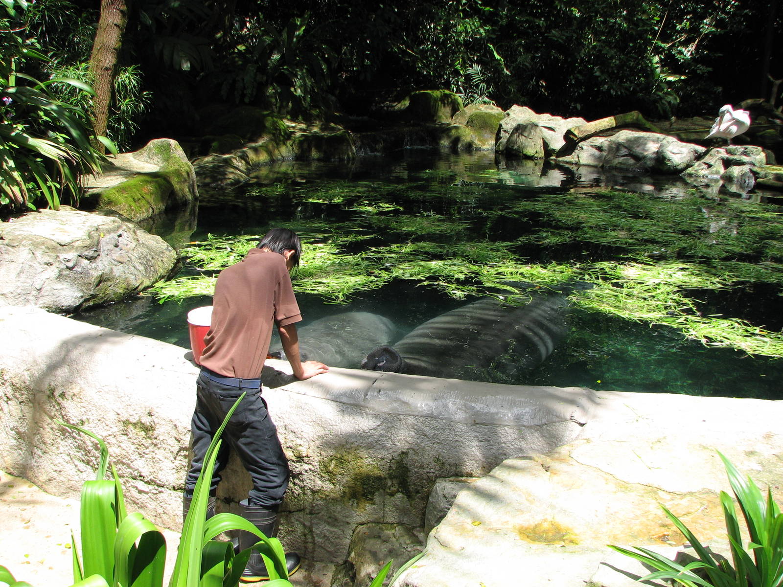 Singapore Zoo 2008 - Keeper feeds the Caribbean Manatees
