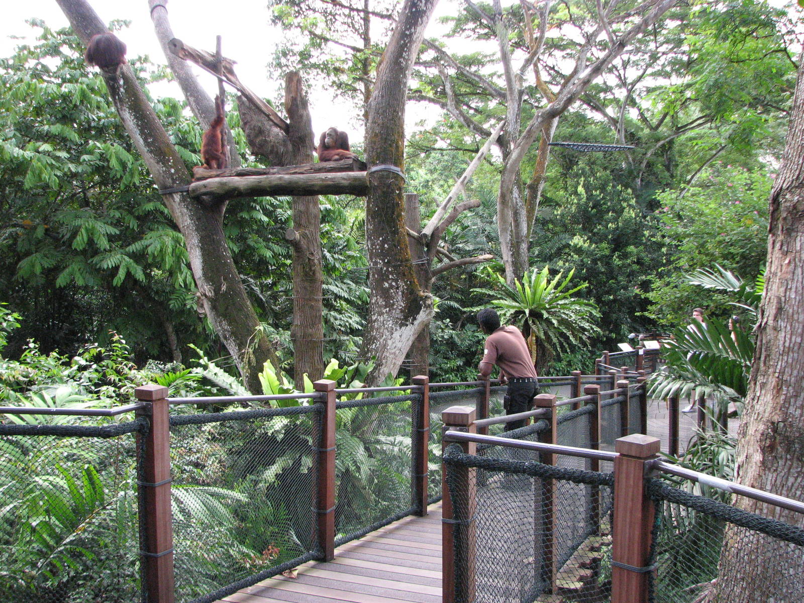 Singapore Zoo 2008 - Keeper observes his Bornean Orangutans