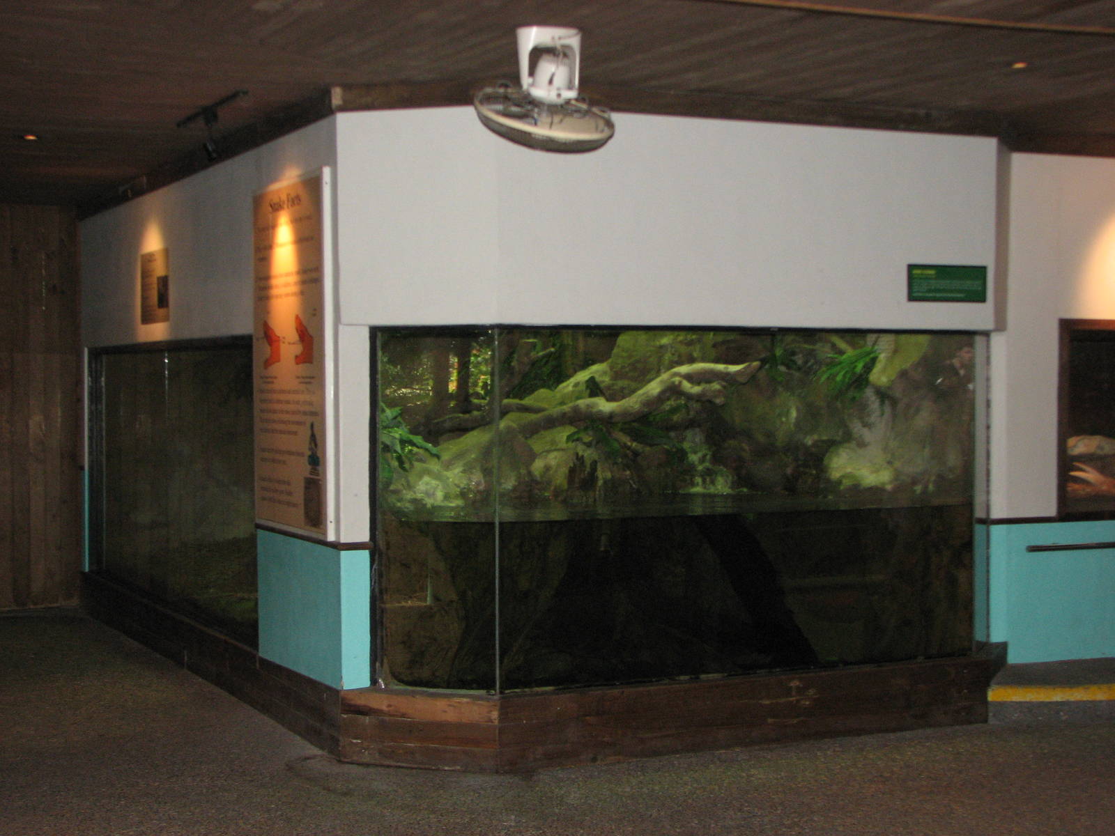 Singapore Zoo 2008 - King Cobra exhibit in the Snake House