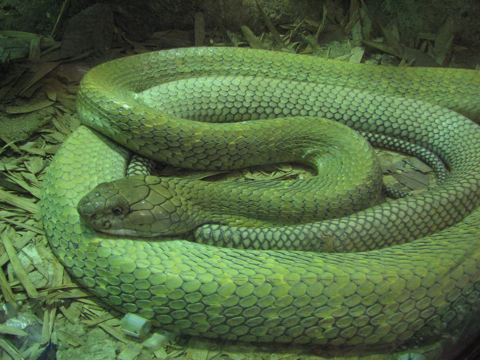 Singapore Zoo 2008 - King Cobra in the Snake House