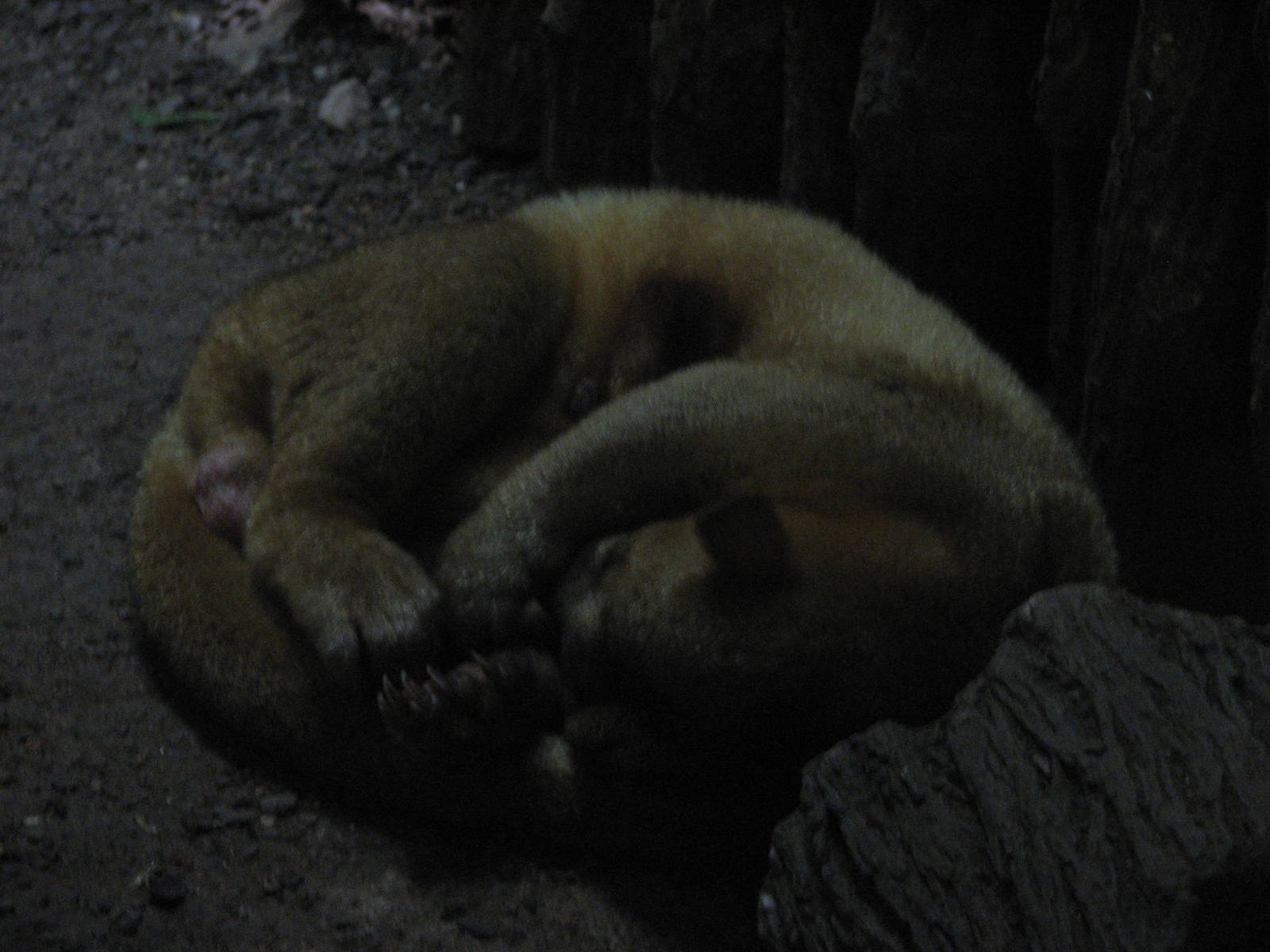 Singapore Zoo 2008 - Kinkajou in the Critters Longhouse