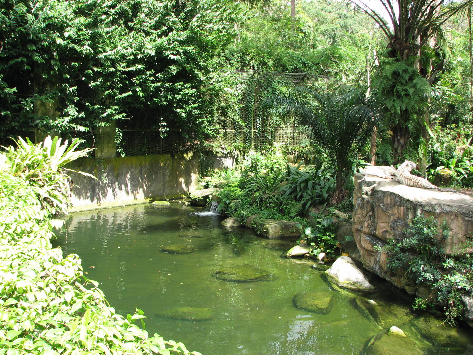 Singapore Zoo 2008 - Left side of the moat of the White Tiger exhibit