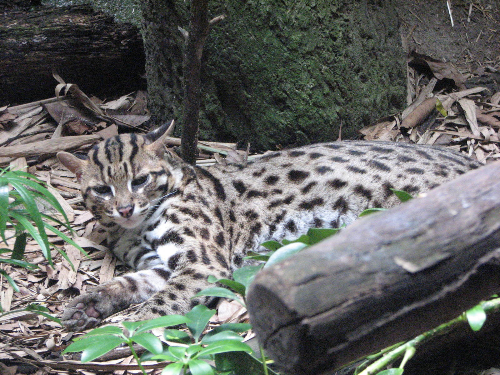 Singapore Zoo 2008 - Leopard Cat in the Critters Longhouse