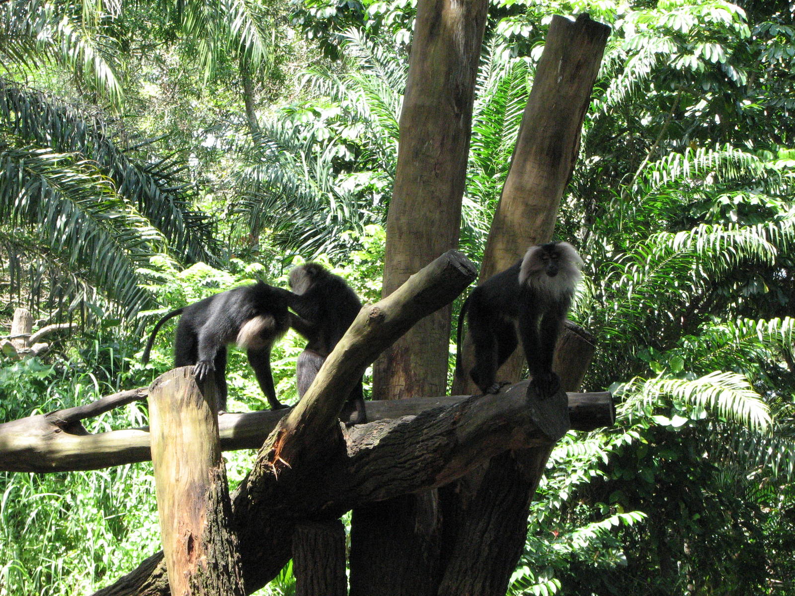 Singapore Zoo 2008 - Lion-tailed Macaque in Primate Kingdom