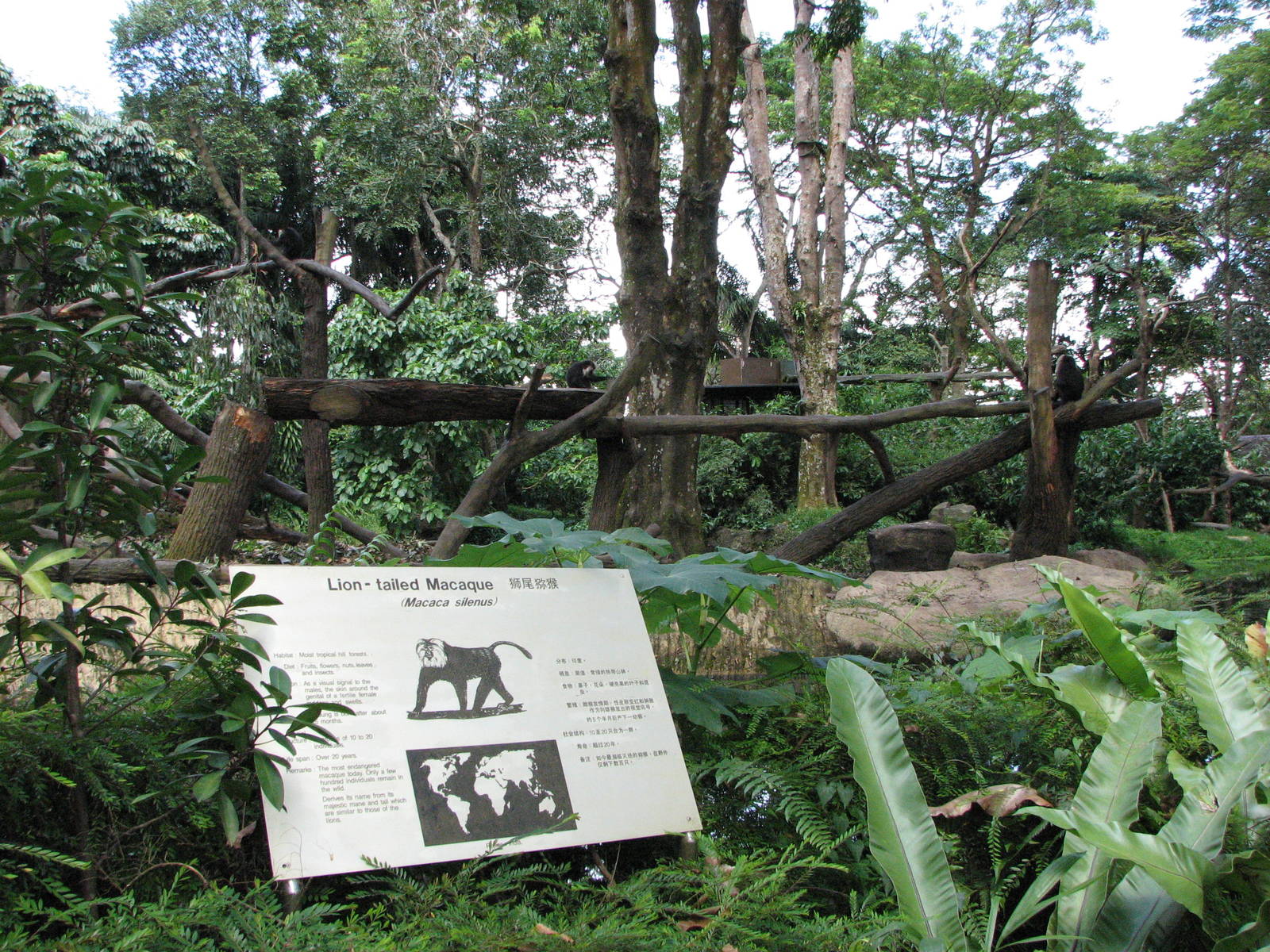 Singapore Zoo 2008 - Lion-tailed Macaque Island in Primate Kingdom