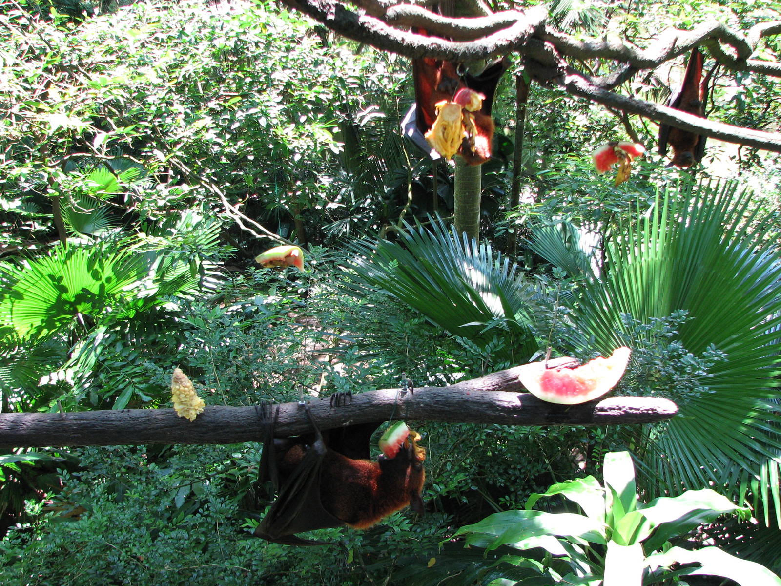 Singapore Zoo 2008 - Malayan Fruit Bat in the Bio Dome