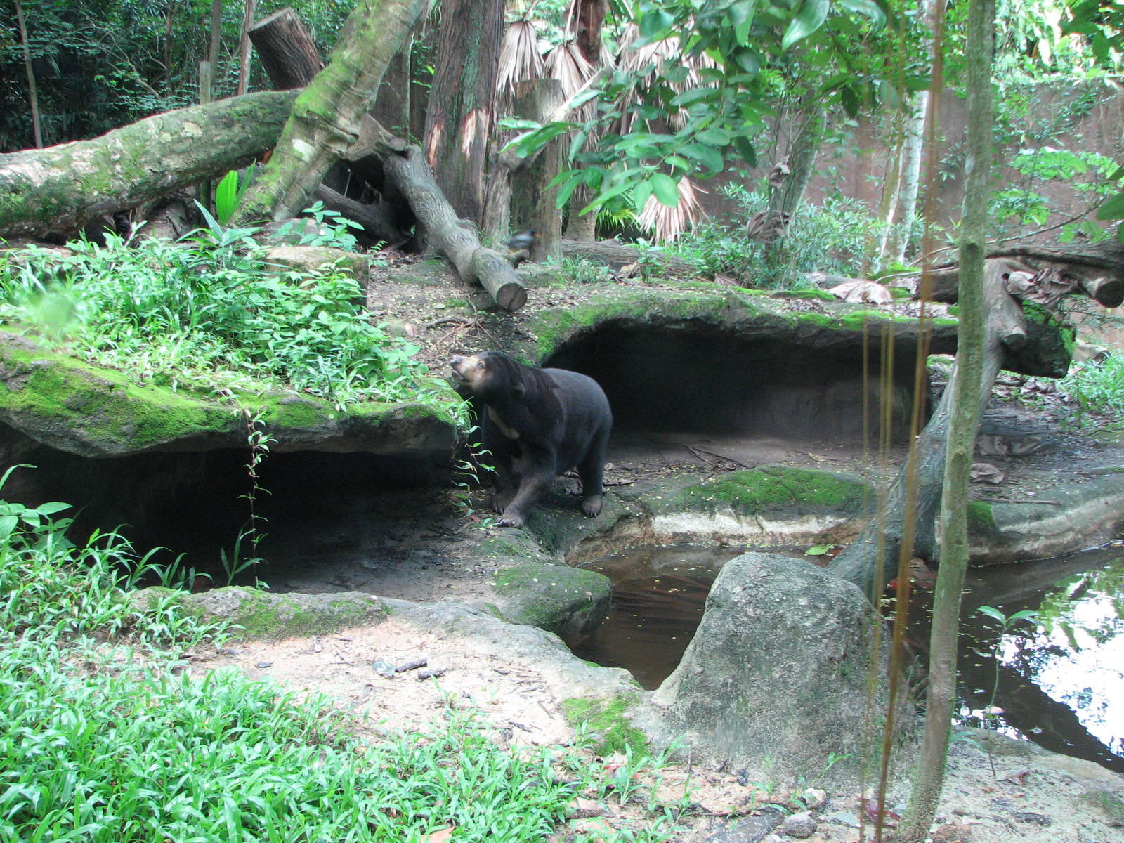 Singapore Zoo 2008 - Malayan Sun Bear