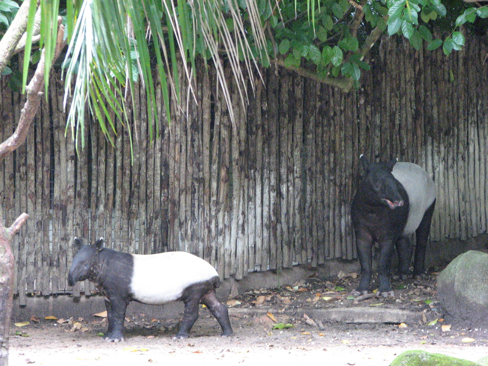 Singapore Zoo 2008 - Malayan Tapir and young calf