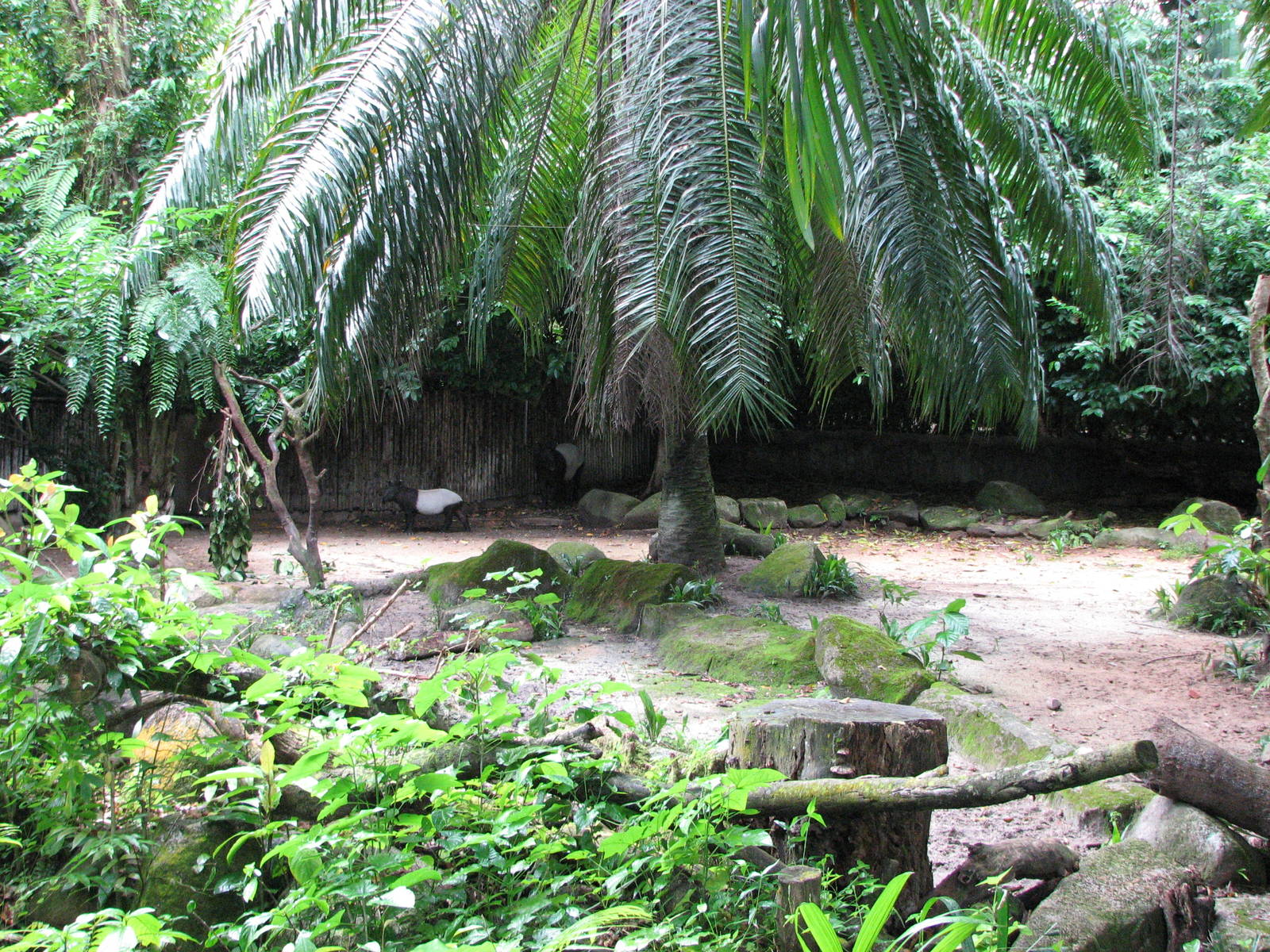 Singapore Zoo 2008 - Malayan Tapir exhibit