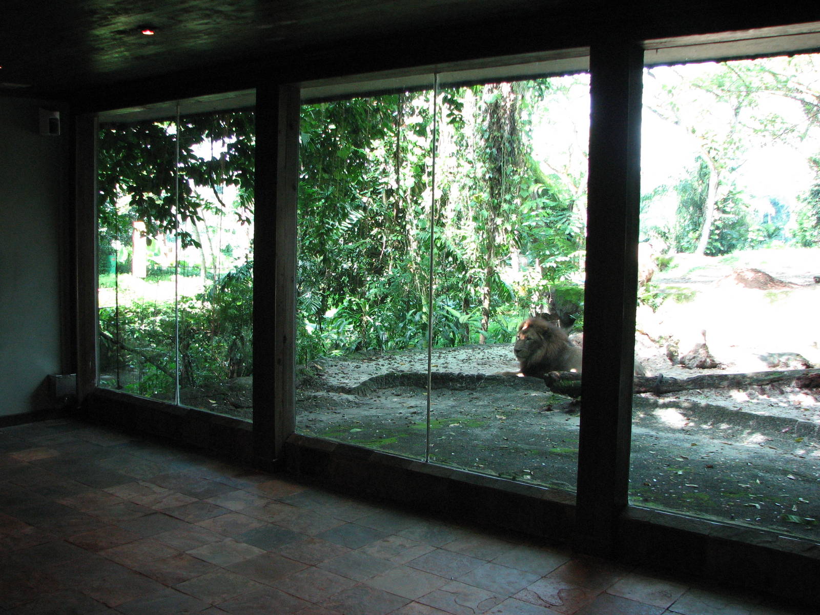 Singapore Zoo 2008 - Male Africa Lion seen through the indoor viewing