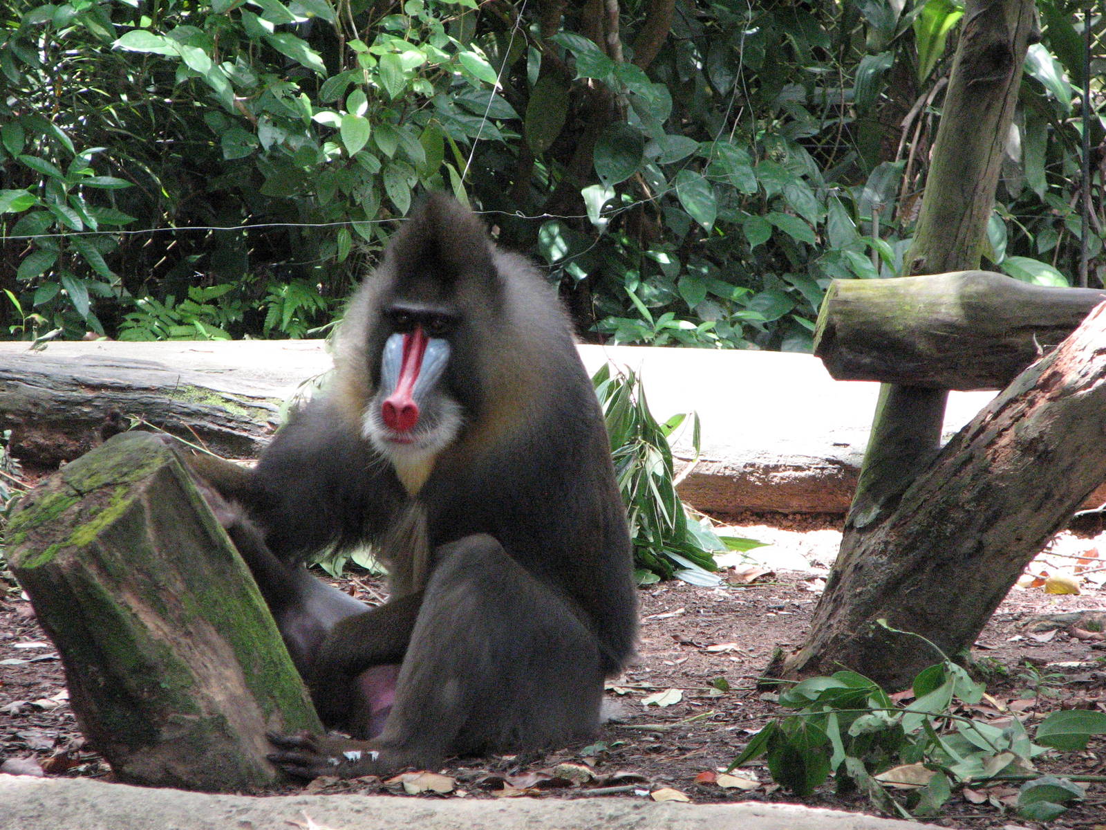 Singapore Zoo 2008 - Male Mandrill