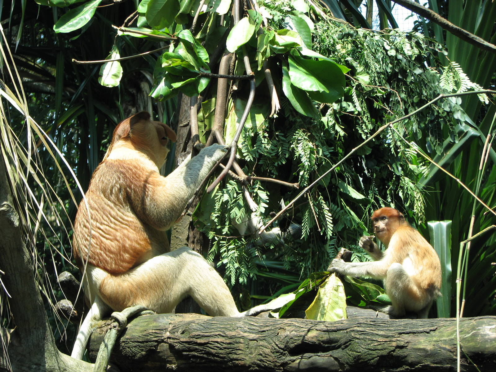 Singapore Zoo 2008 - Male Proboscis Monkey and youngster
