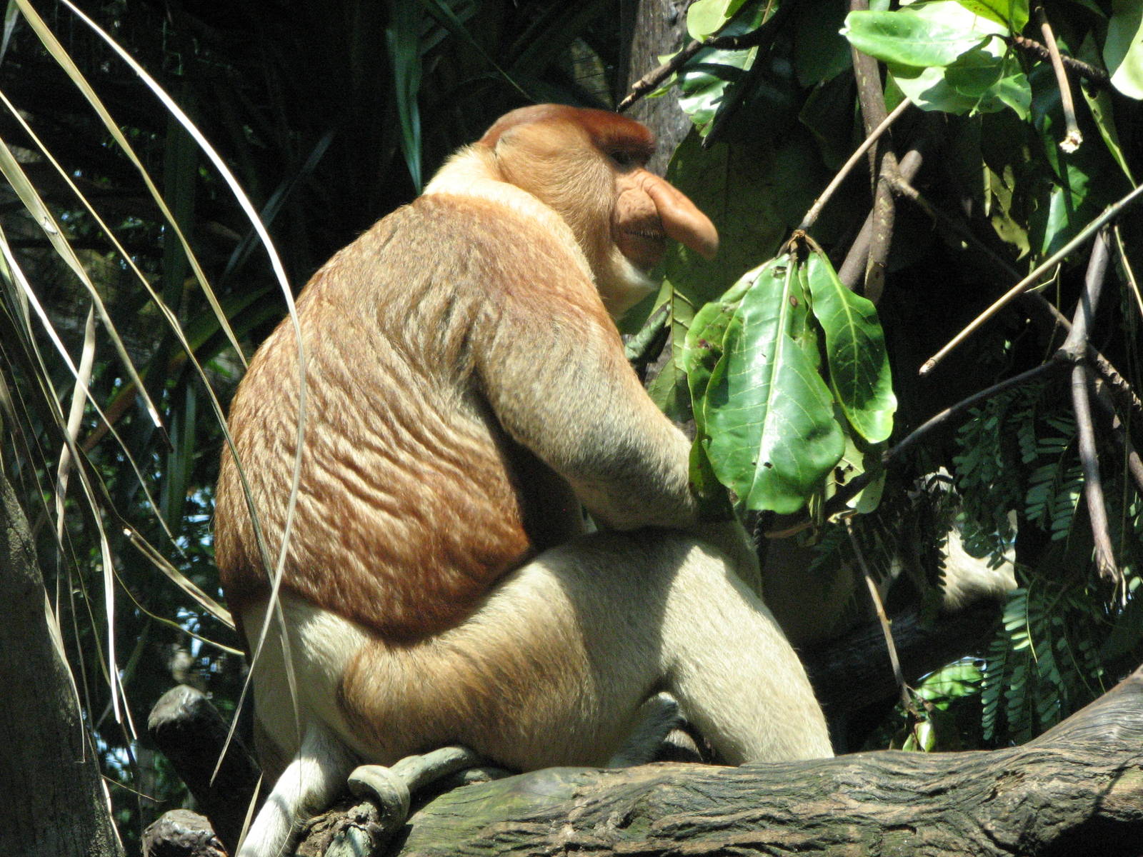 Singapore Zoo 2008 - Male Proboscis Monkey