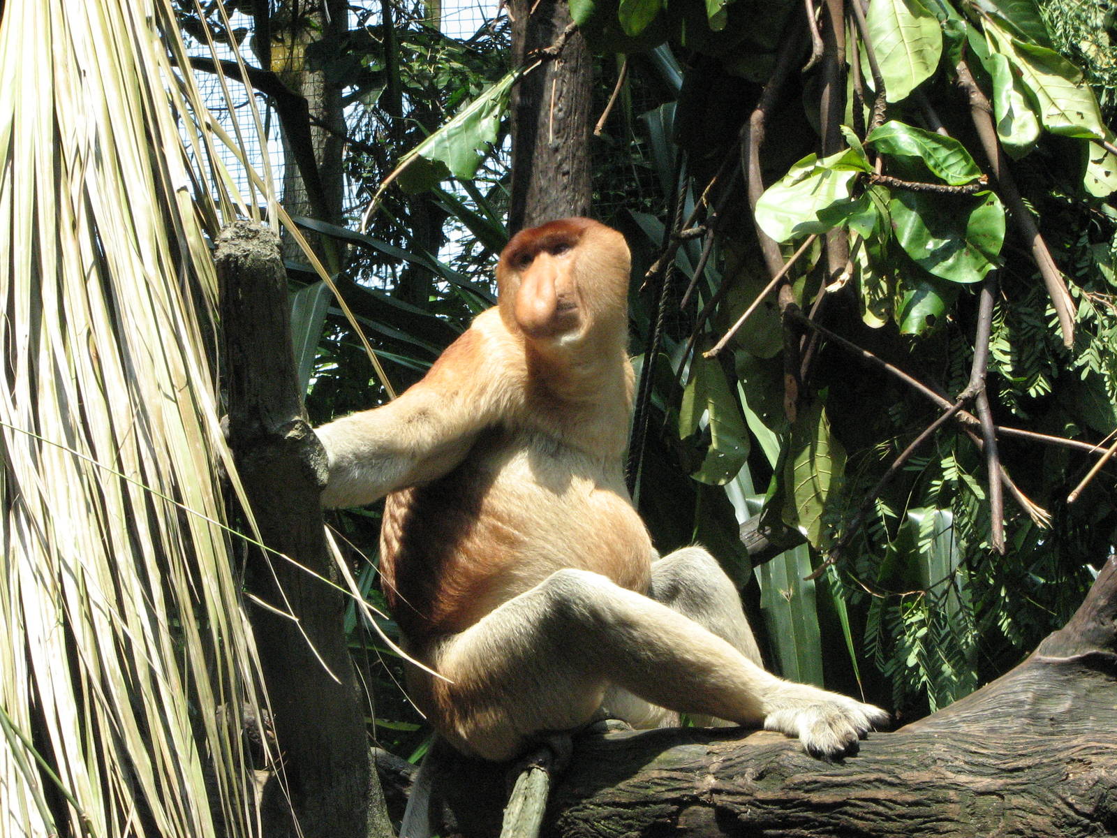 Singapore Zoo 2008 - Male Proboscis Monkey