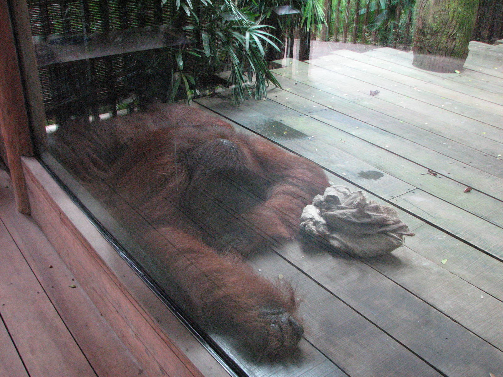 Singapore Zoo 2008 - Male Sumatran Orangutan