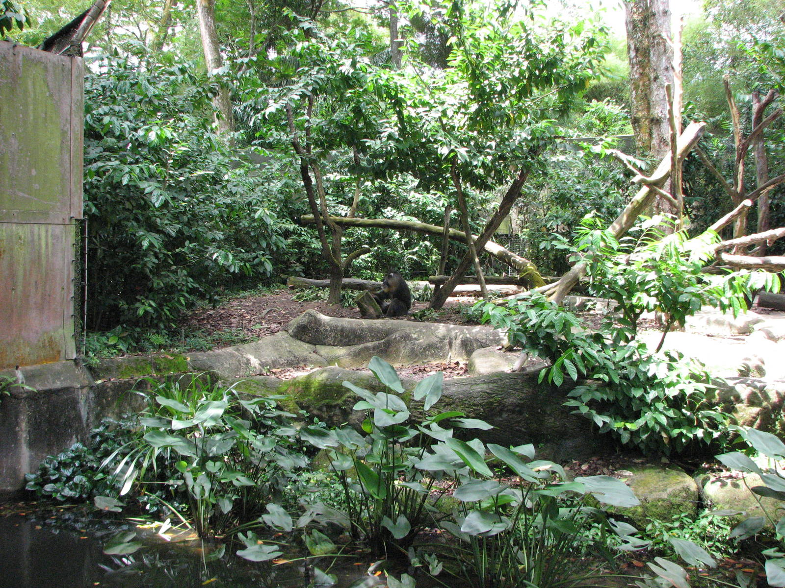 Singapore Zoo 2008 - Mandrill exhibit