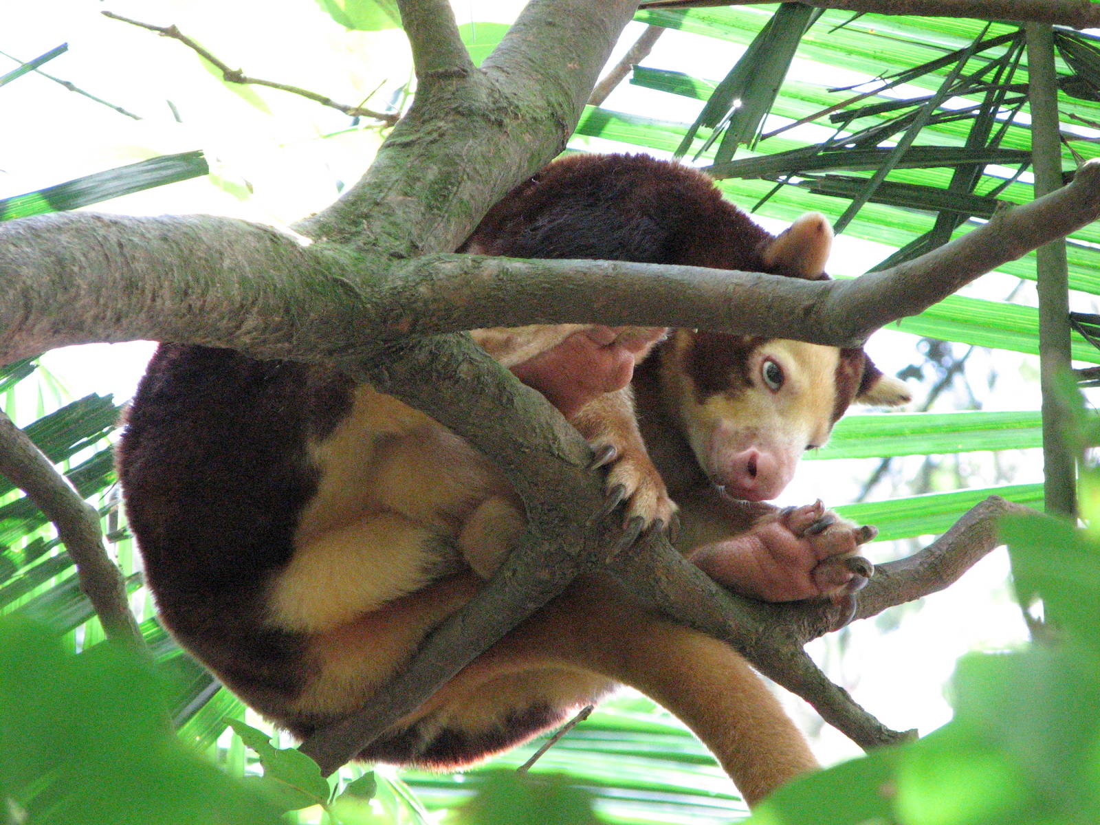 Singapore Zoo 2008 - Matschie Tree Kangaroo in the Bio Dome