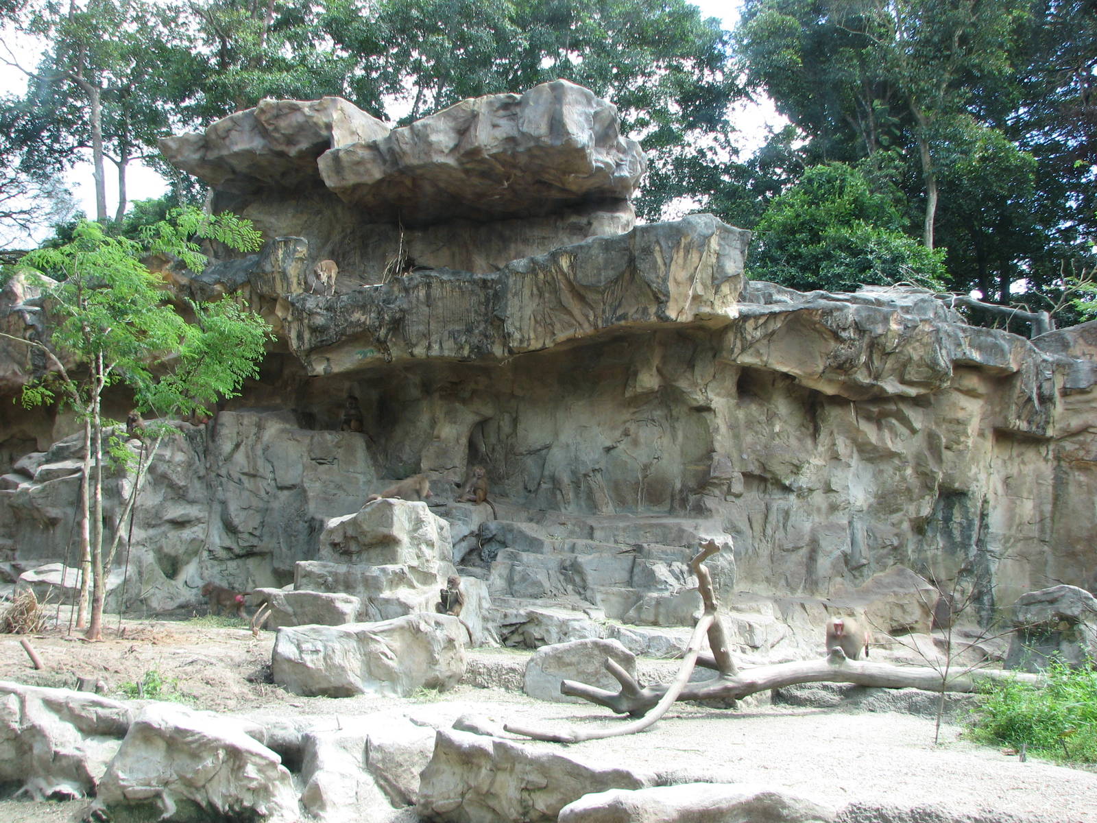 Singapore Zoo 2008 - Nubian Ibex and Hamadryas Baboons in the Great Rift Va