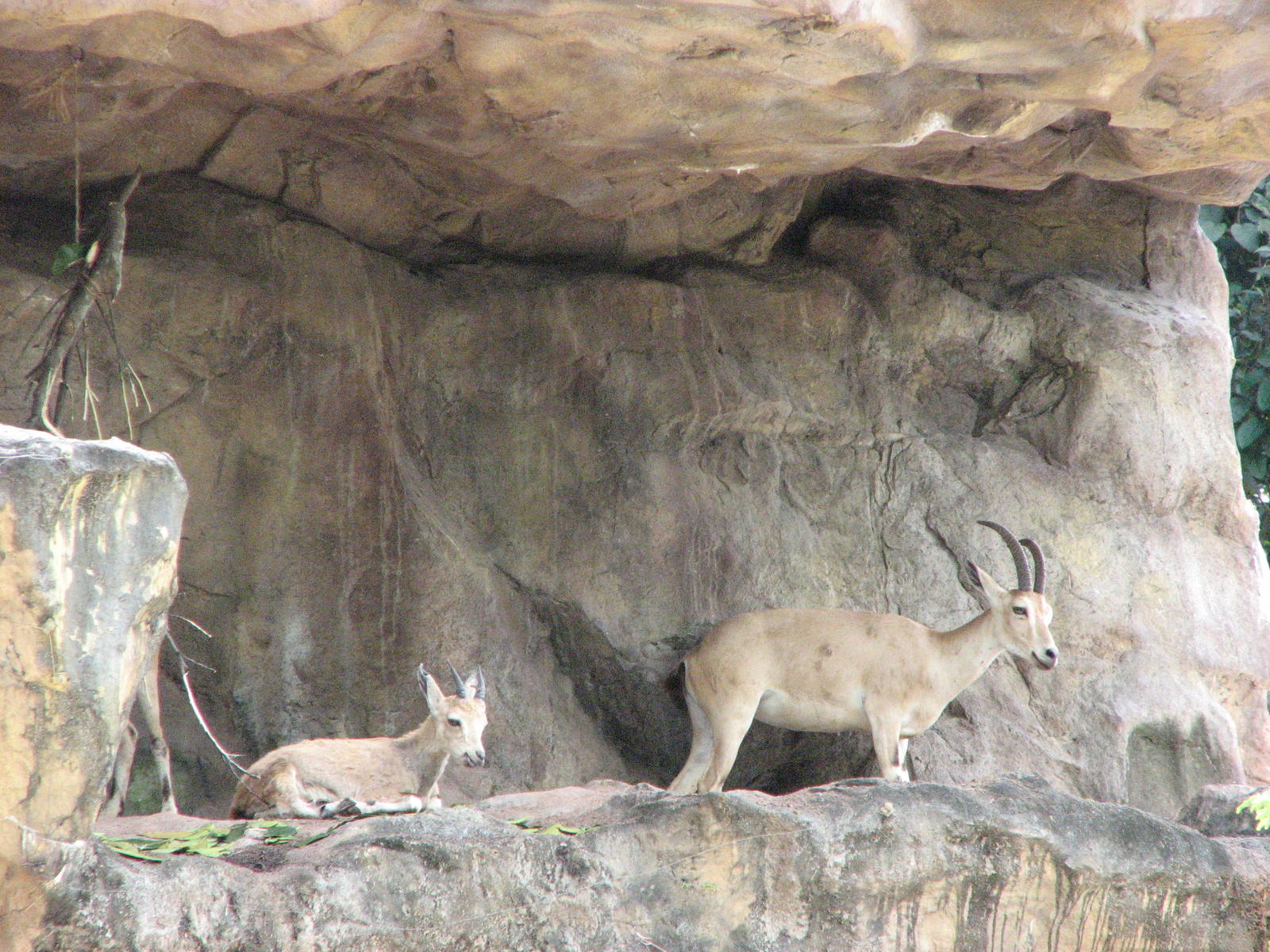 Singapore Zoo 2008 - Nubian Ibex in the Great Rift Valley of Ethiopia