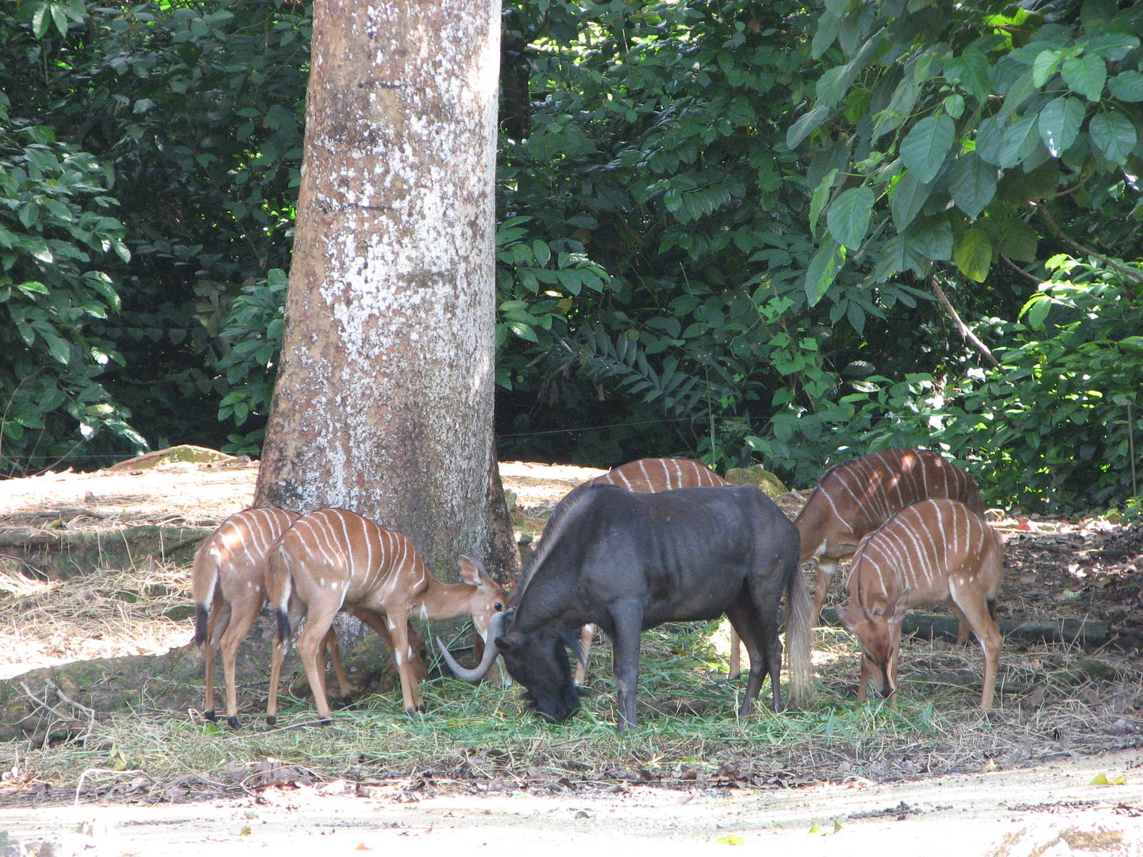 Singapore Zoo 2008 - Nyala and Black Wildebeest