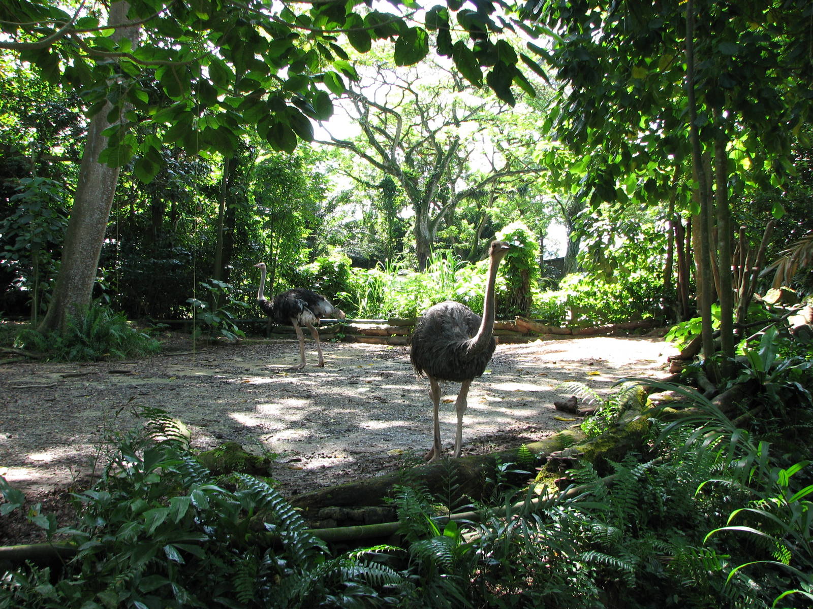 Singapore Zoo 2008 - Ostrich exhibit