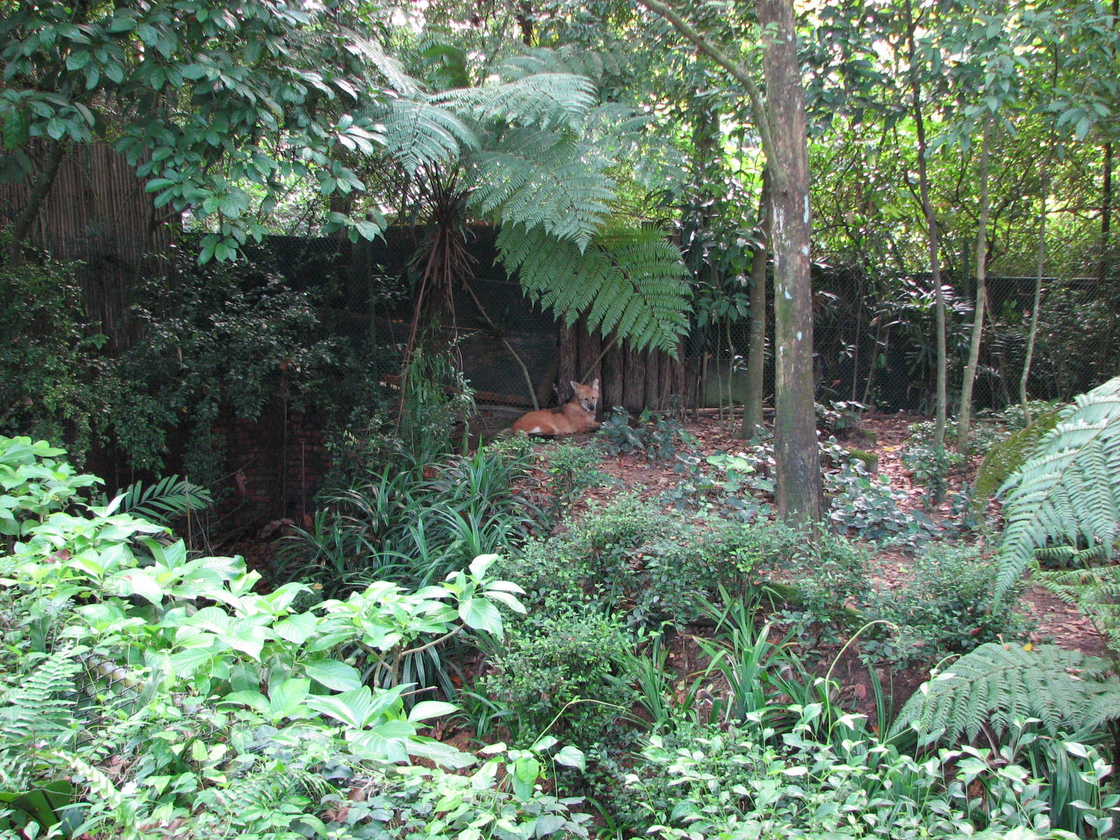 Singapore Zoo 2008 - Part of the Maned Wolf exhibit