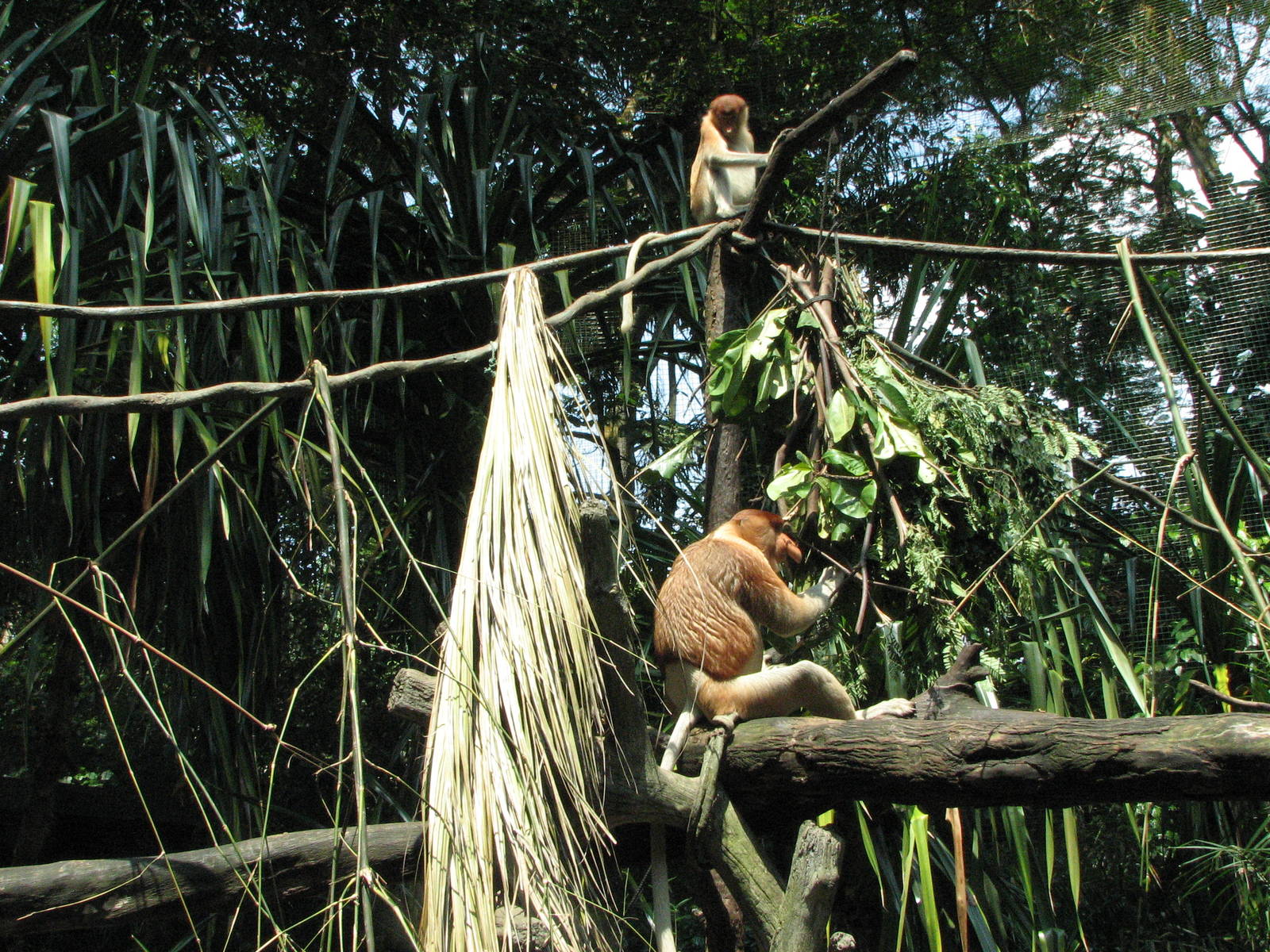 Singapore Zoo 2008 - Part of the Proboscis Monkey exhibit