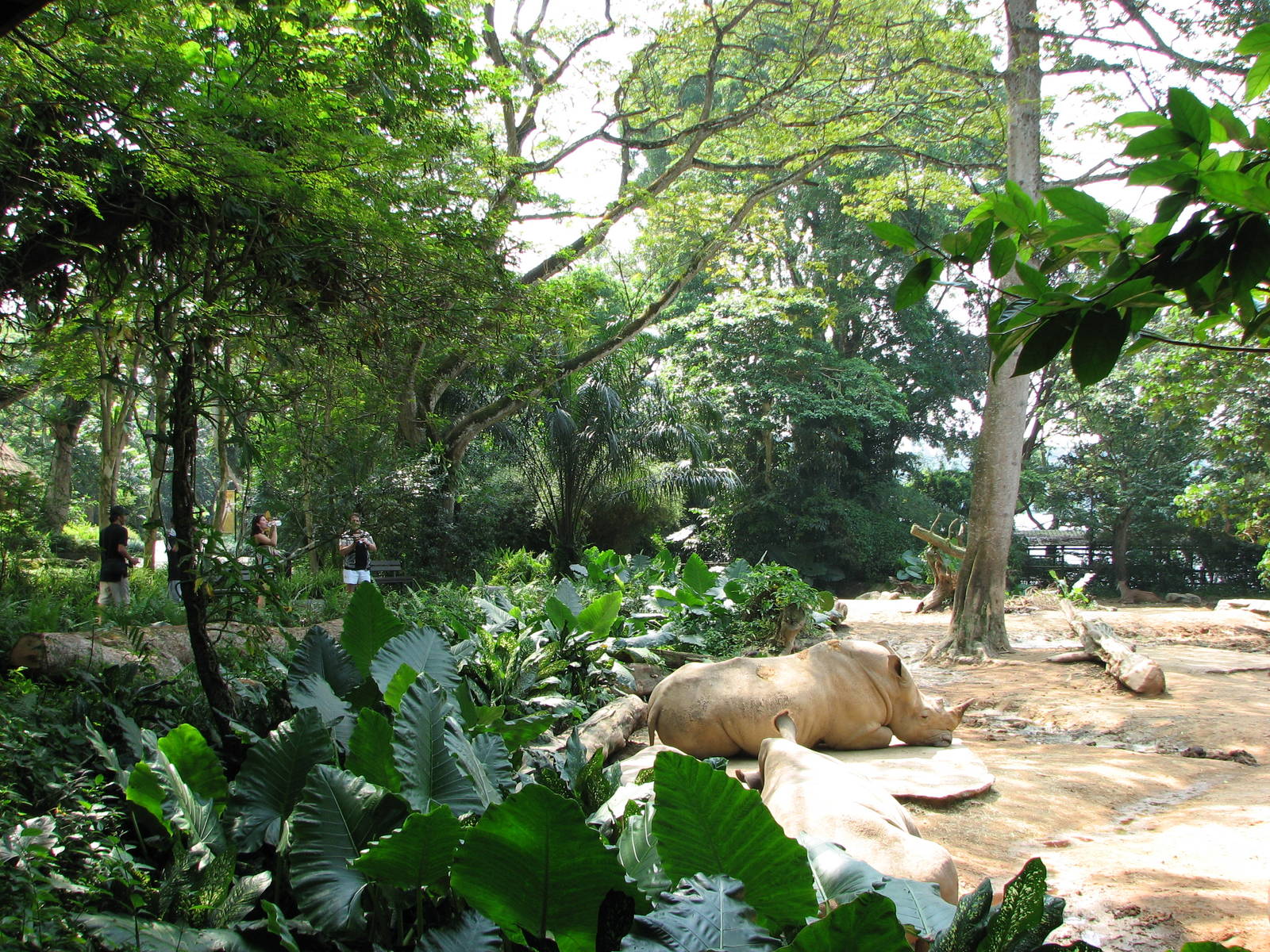 Singapore Zoo 2008 - Part of White Rhinoceros exhibit in Wild Africa