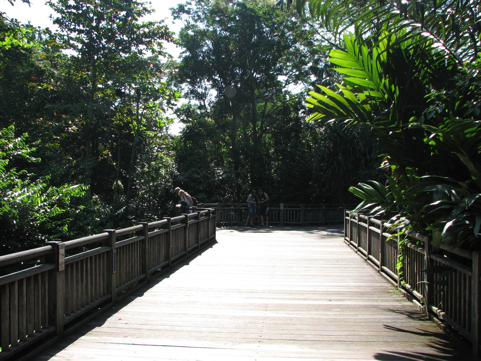 Singapore Zoo 2008 - Pathway at the Treetops Trail