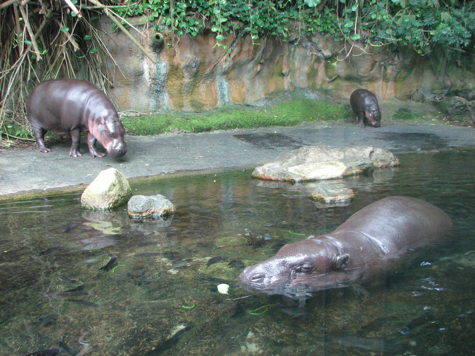 Singapore Zoo 2008 - Pigmy Hippopotamus family
