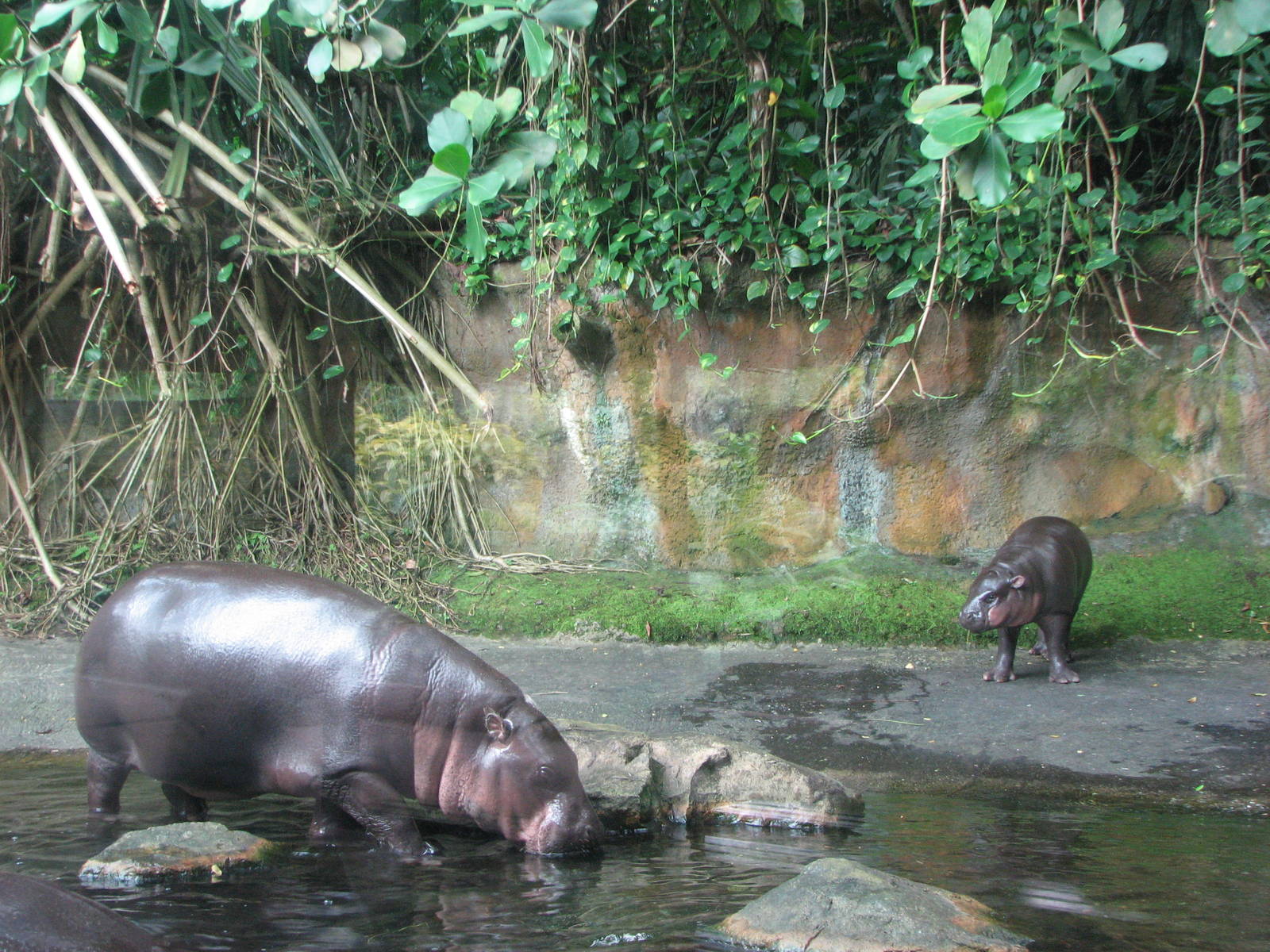 Singapore Zoo 2008 - Pigmy Hippopotamus family