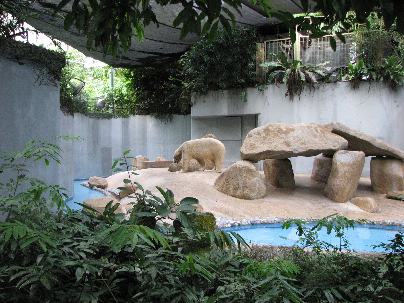 Singapore Zoo 2008 - Polar Bear exhibit