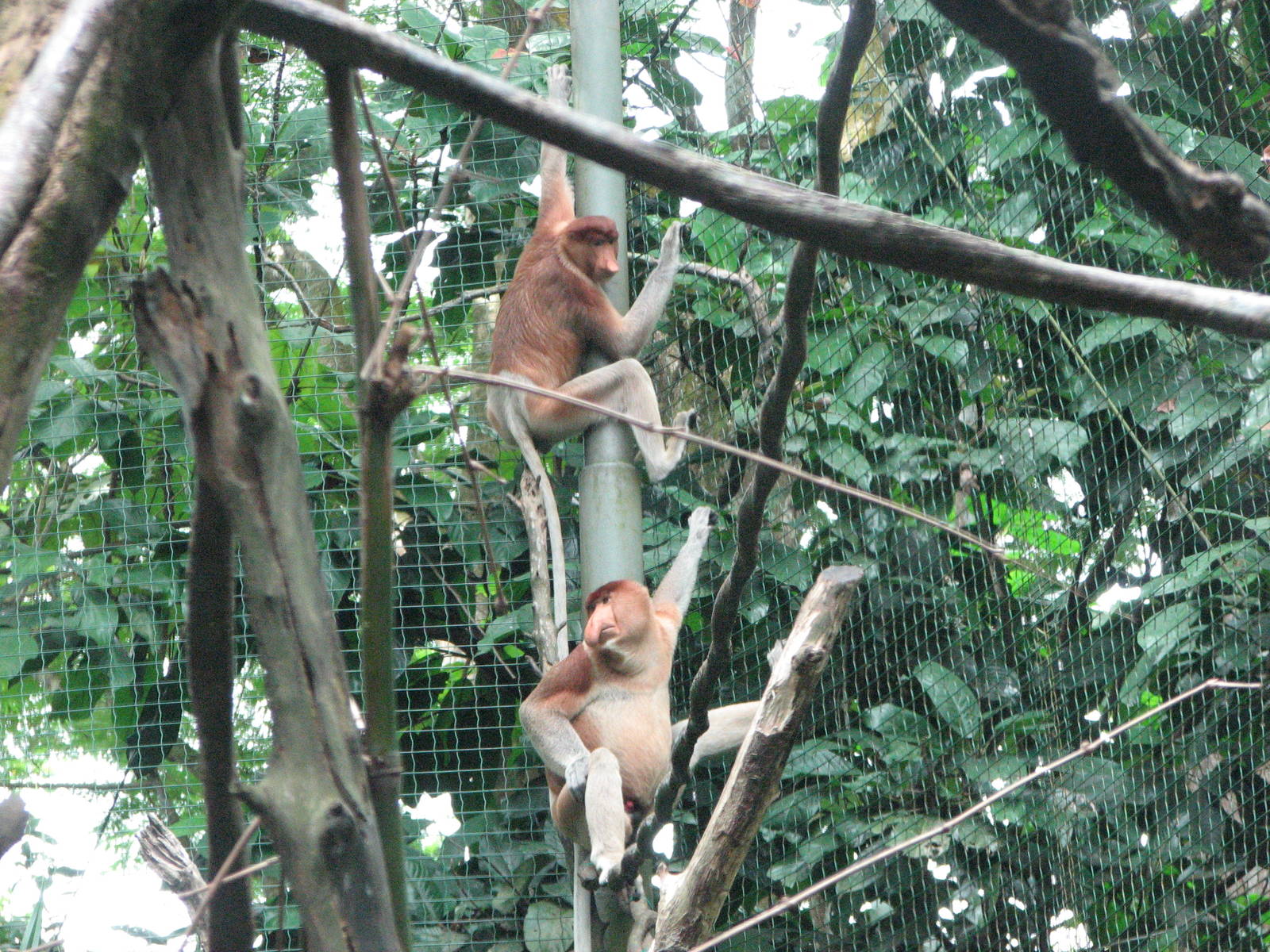 Singapore Zoo 2008 - Proboscis Monkeys