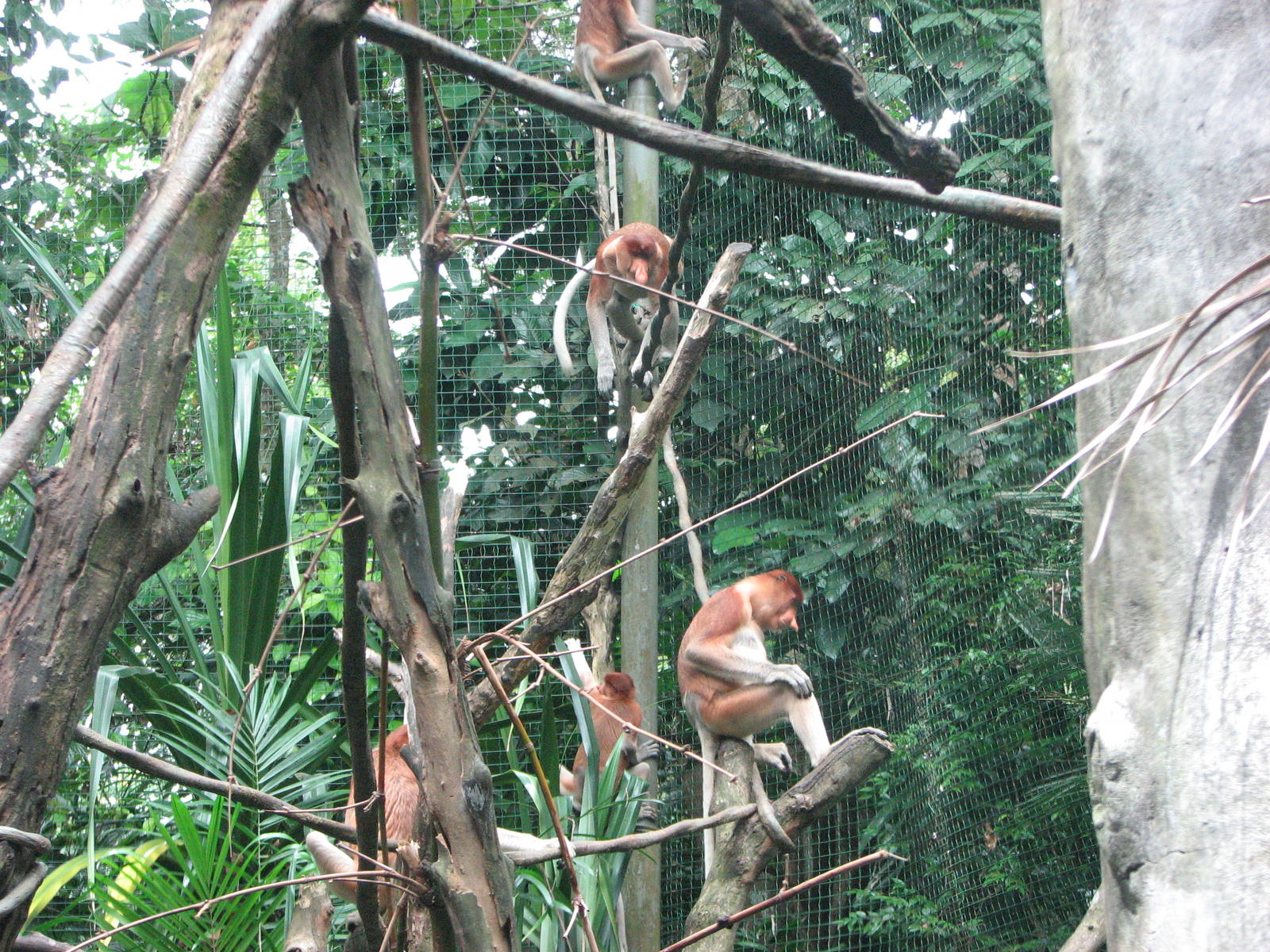 Singapore Zoo 2008 - Proboscis Monkeys
