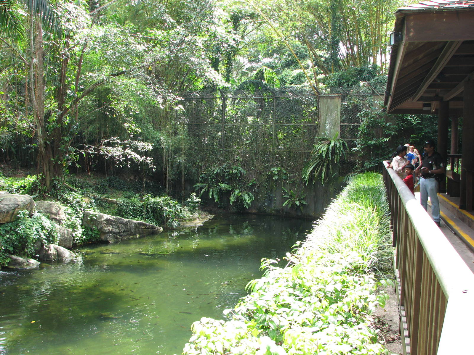 Singapore Zoo 2008 - Right side of the moat of the White Tiger exhibit