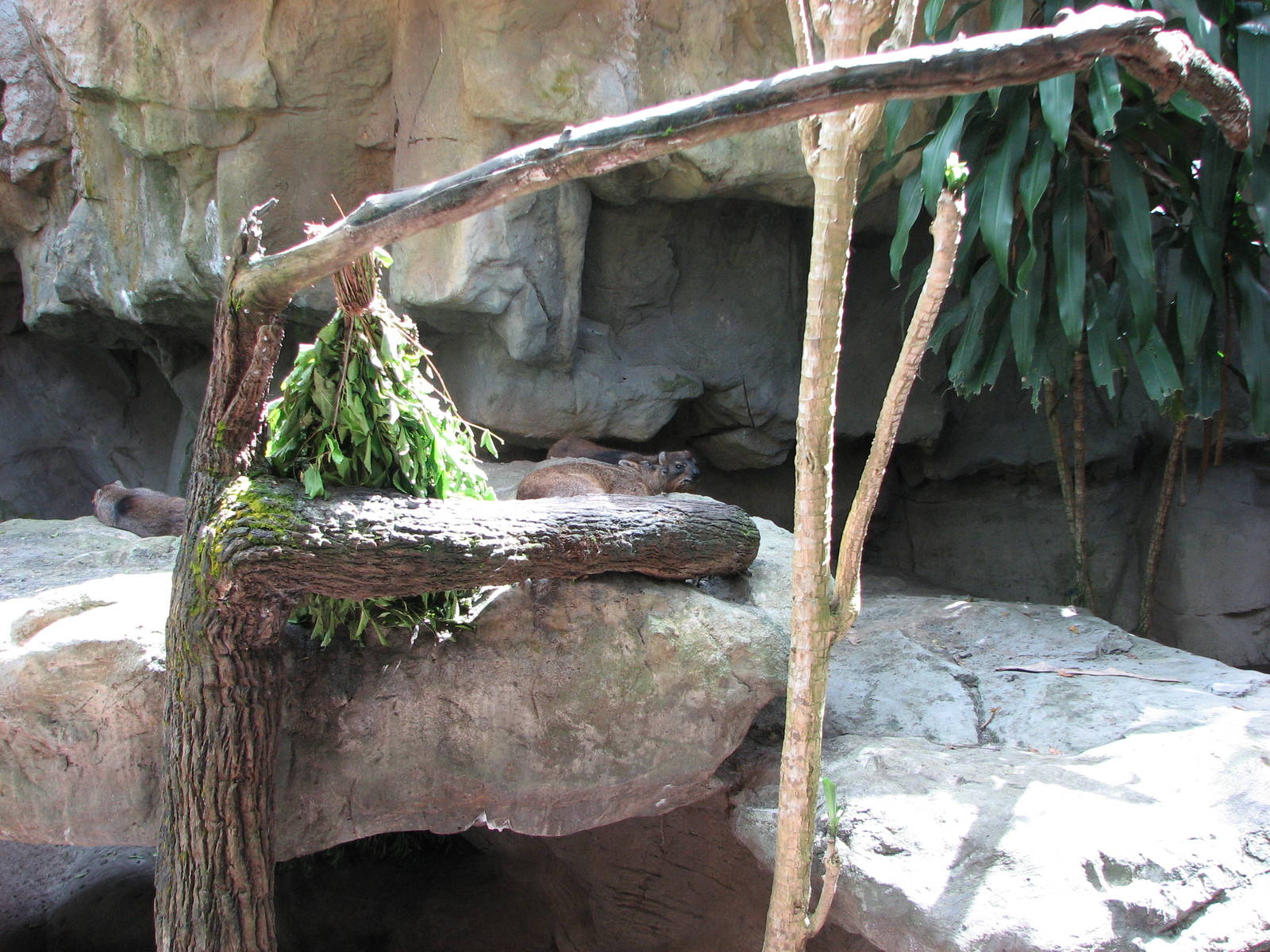 Singapore Zoo 2008 - Rock Hyrax in Front of Rock Hyrax exhibit in the Great