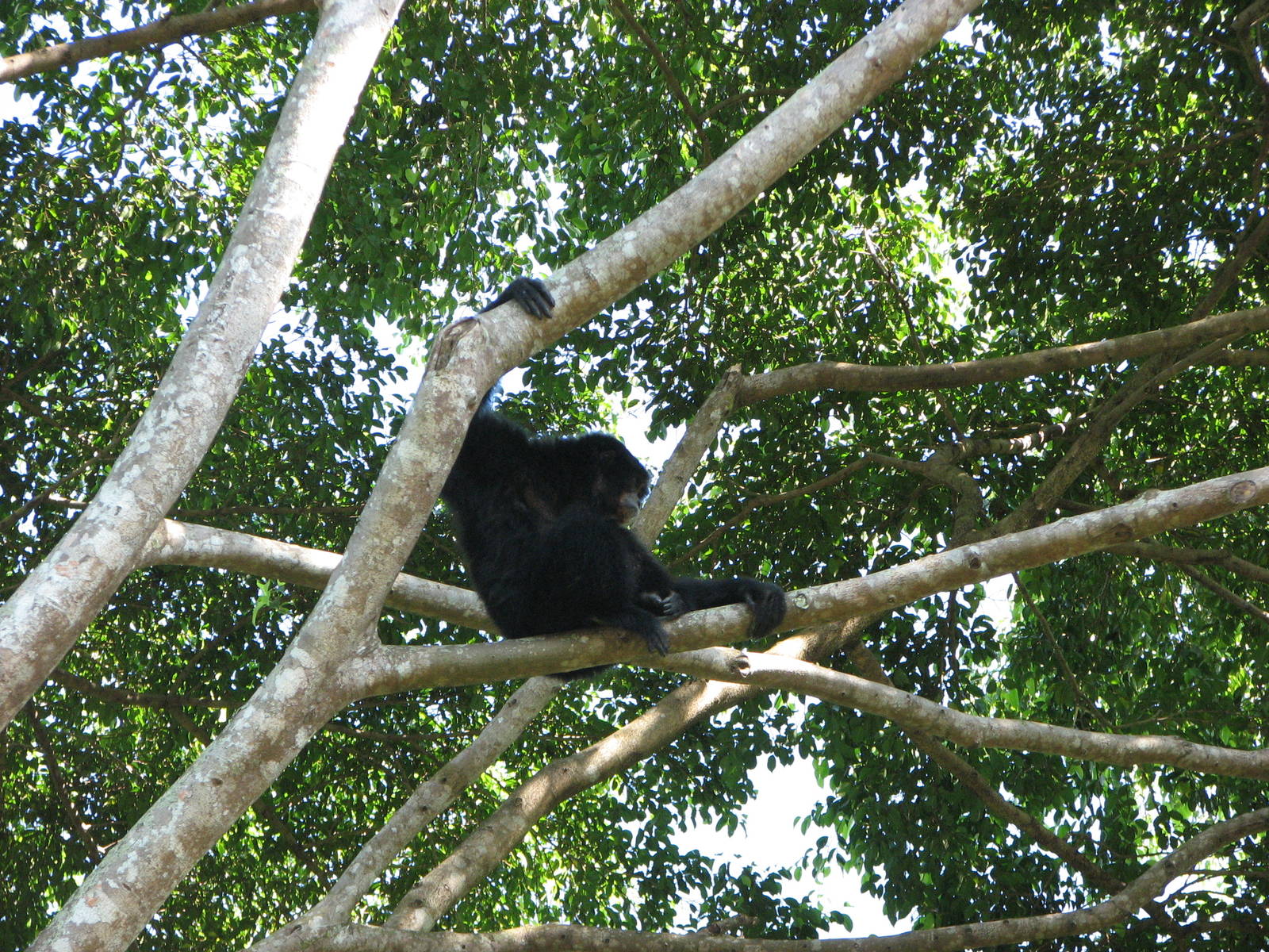 Singapore Zoo 2008 - Siamang at the Treetops Trail