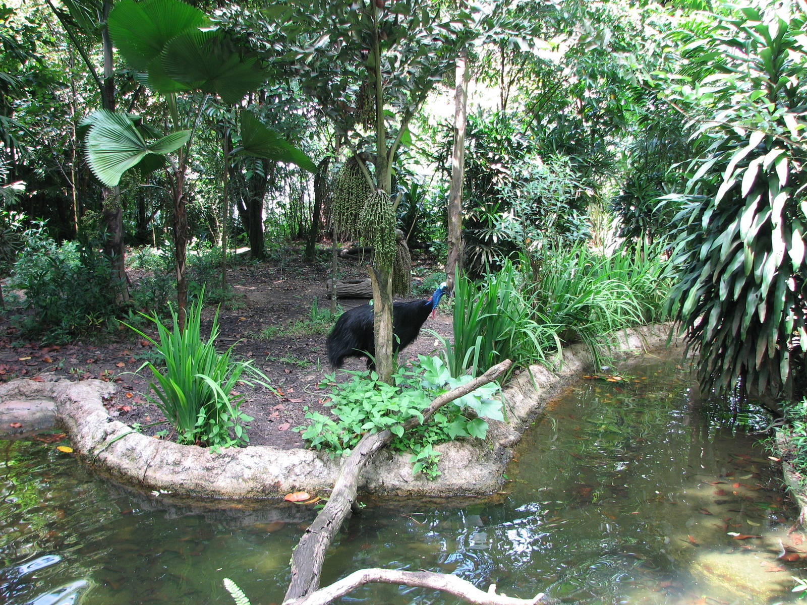 Singapore Zoo 2008 - Southern Cassowary exhibit in the Australian Outback