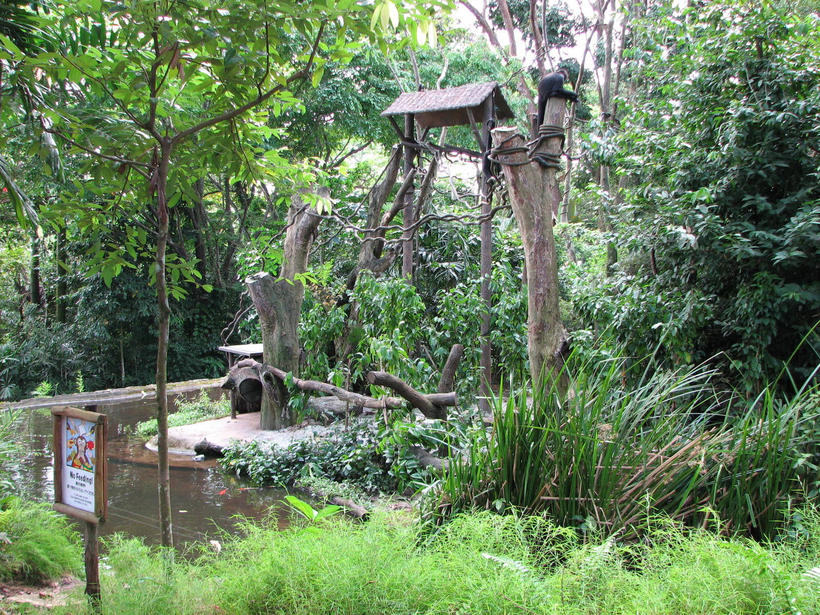 Singapore Zoo 2008 - Spider Monkey Island in Primate Kingdom