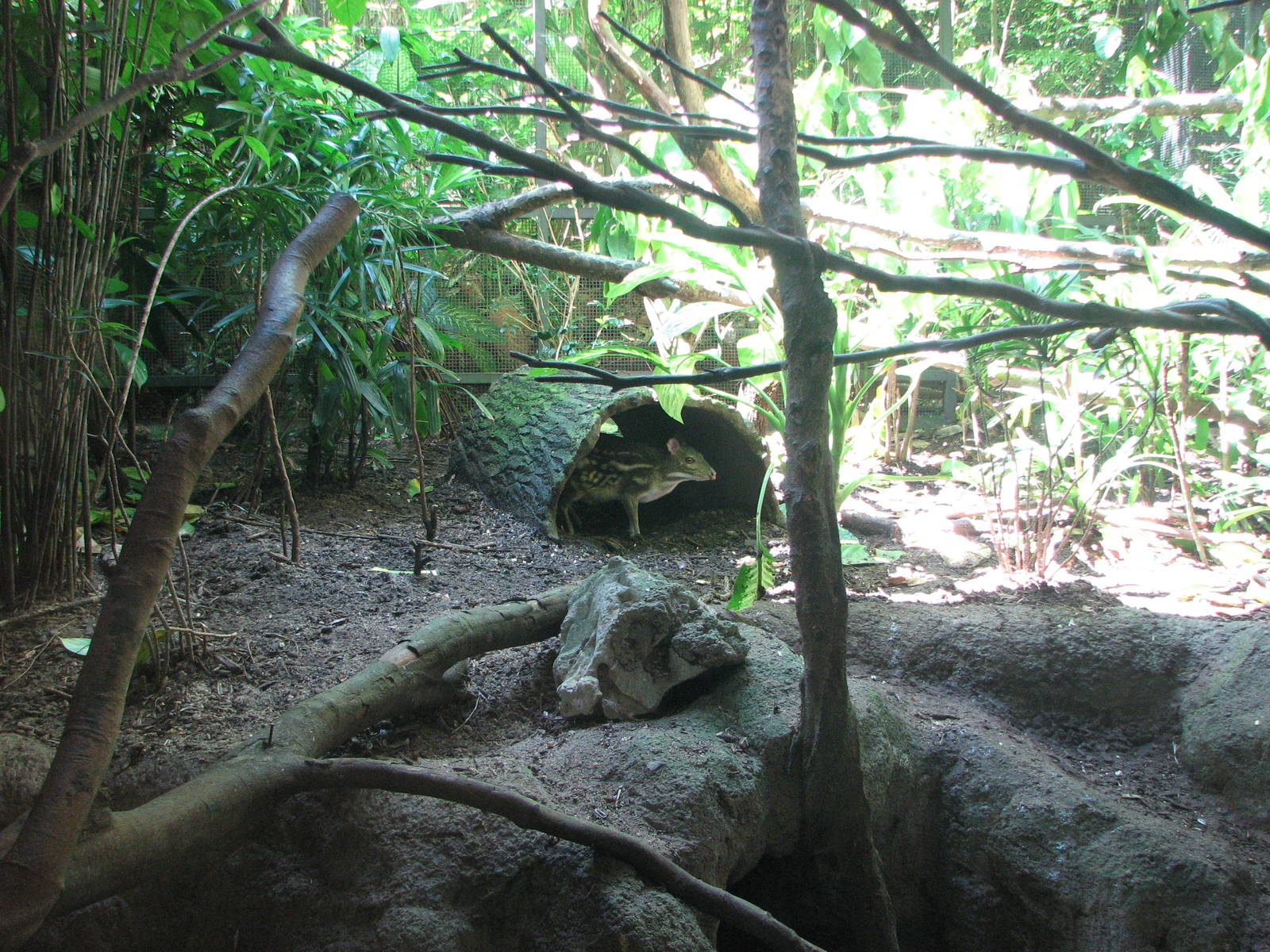 Singapore Zoo 2008 - Spotted Mousedeer in the Critters Longhouse