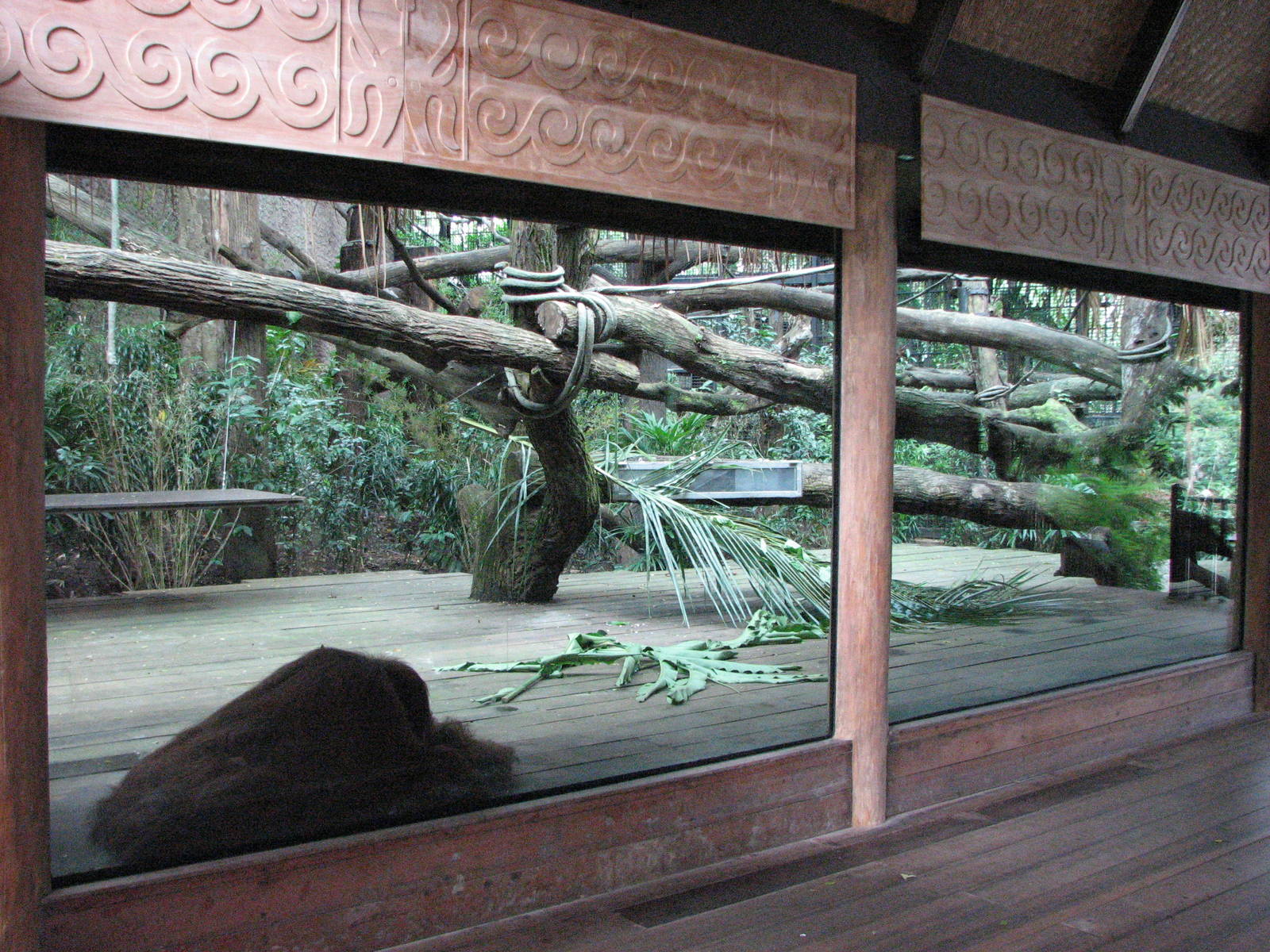 Singapore Zoo 2008 - Sumatran Orangutan exhibit