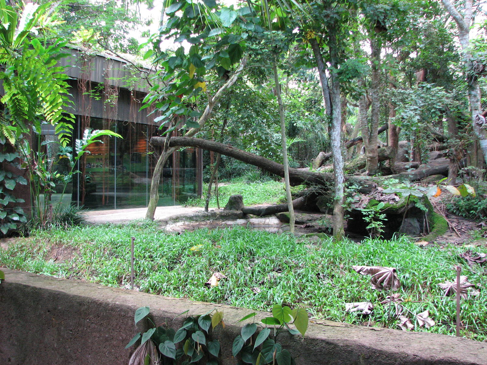 Singapore Zoo 2008 - View into the Malayan Sun Bear exhibit