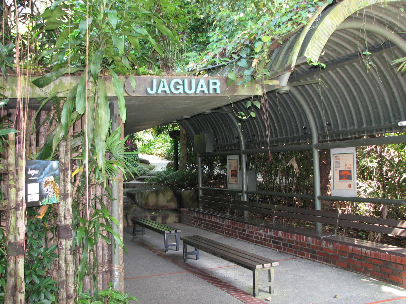 Singapore Zoo 2008 - Viewing area in front of the Jaguar exhibit